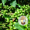 Grüne Kaffeebohnenextrakt 