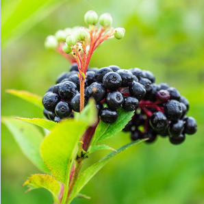 Solltest du jeden Tag schwarze Elderberry nehmen?