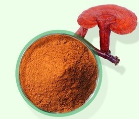 Was ist der Reishi-Pilz-Extrakt?