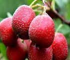 Vorteile von Hawthorn Berry-Extrakt