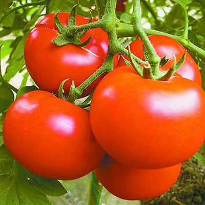 Wofür wird Tomatenpulver verwendet?